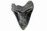Fossil Megalodon Tooth - Massive Meg Tooth! #170584-1